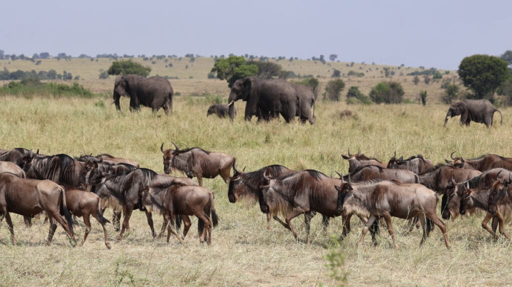 how to book a solo safari