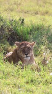 budget safari in africa