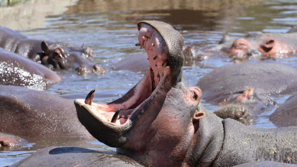 budget safari in africa