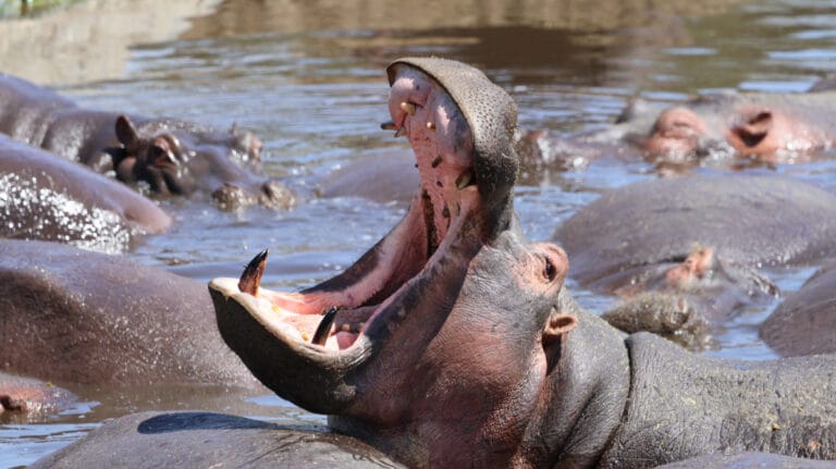 budget safari in africa