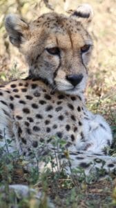 best camera for safari for beginners