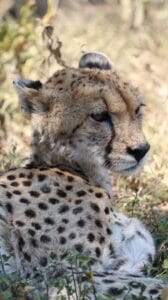 budget safari in africa