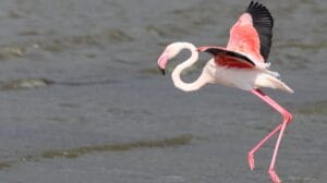 best camera for safari for beginners