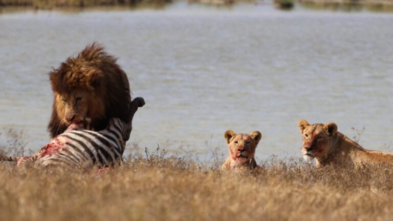 best camera for safari for beginners