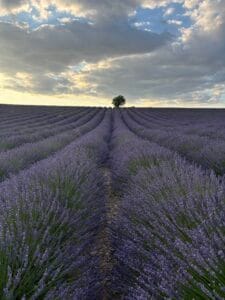 lavender fields of provence