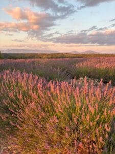 lavender fields of provence