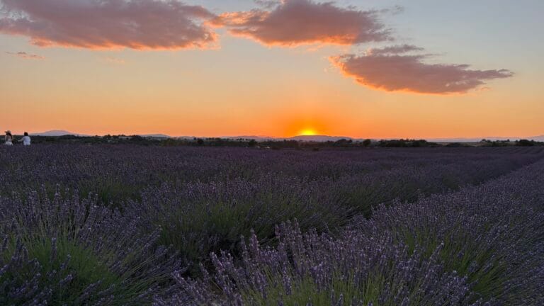 lavender fields of provence